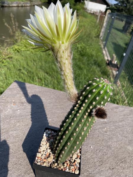 Trichocereus Hybrid weiss
